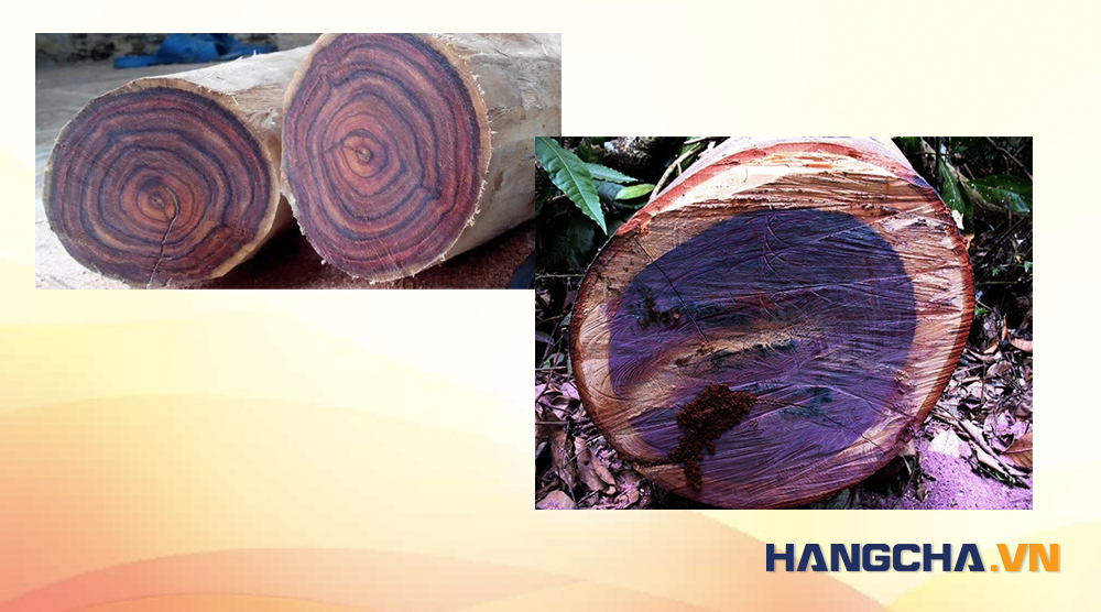 Purple Heart là một trong những loại gỗ đắt nhất hiện nay